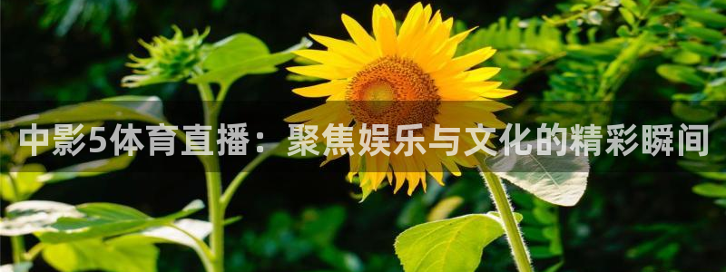 直播吧极速体育：中影5体育直播：聚焦娱乐与文化的精彩瞬间